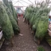 30 ft chrismas tree for sale​