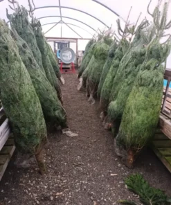 30 ft chrismas tree for sale​