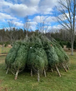 30 ft chrismas tree for sale​