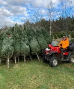 chrismas tree on sale