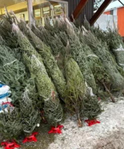 106 chrismas tree amerian sale​